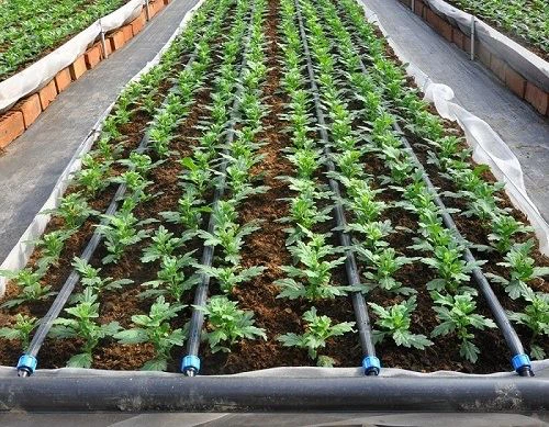 Mulch supplier in Warangal